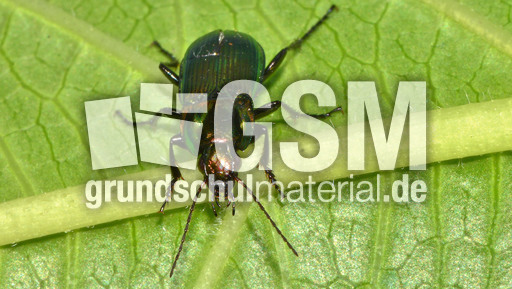 Glatthalsiger Buntgrabläufer_3.jpg